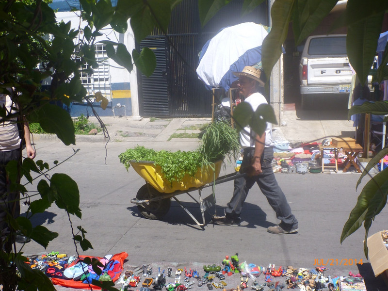 This guy wheels his wheelbarrow full of plants