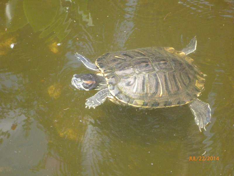 A tortuga in the hotel pond