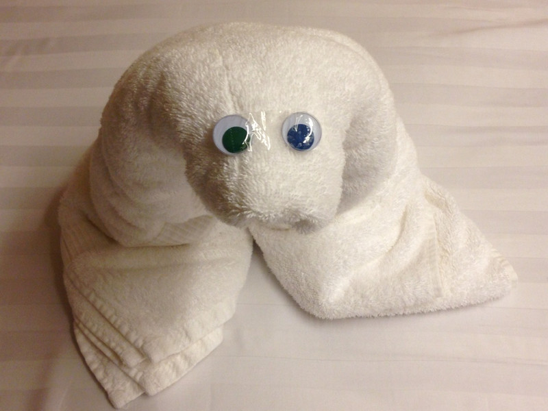 Towel Animal of the Night. 