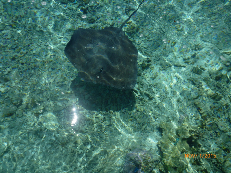 Stingray picture Taken From the Boat