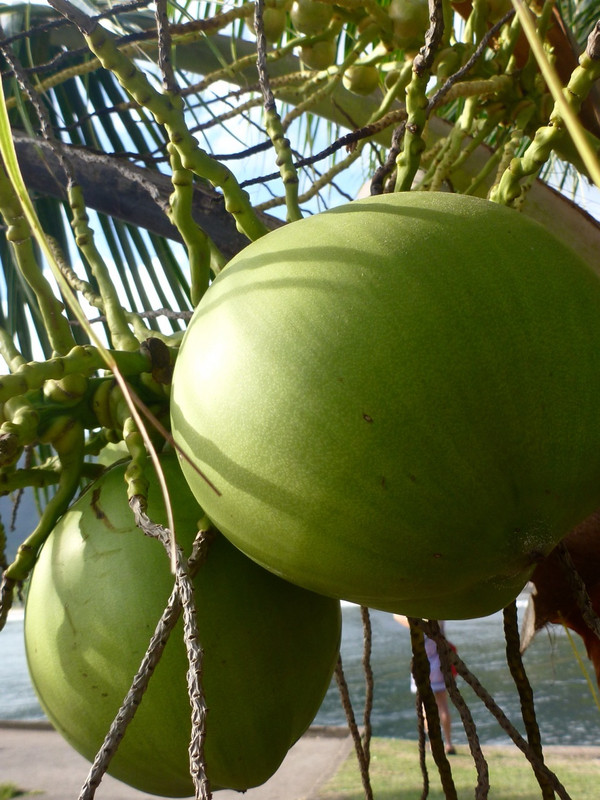 Breadfruit. 