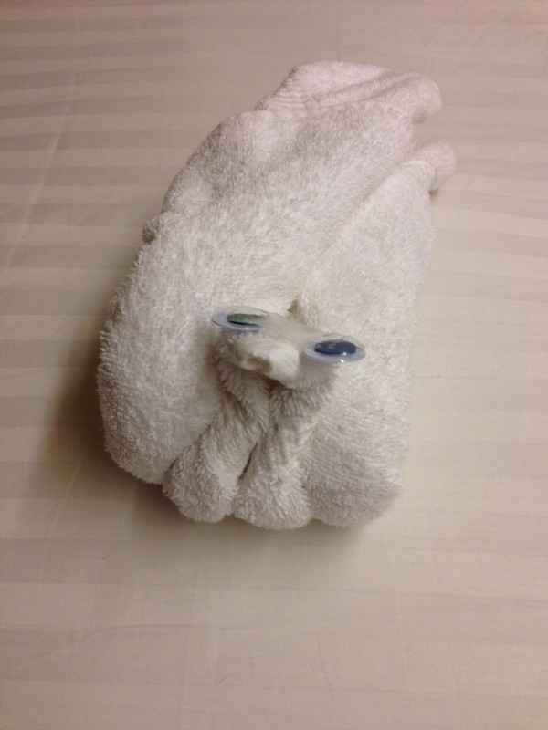 Towel Animal of the Day