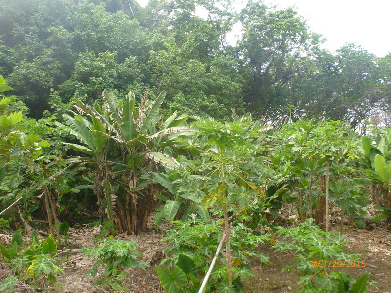 Typical Jungle as We Traverse the Island. 