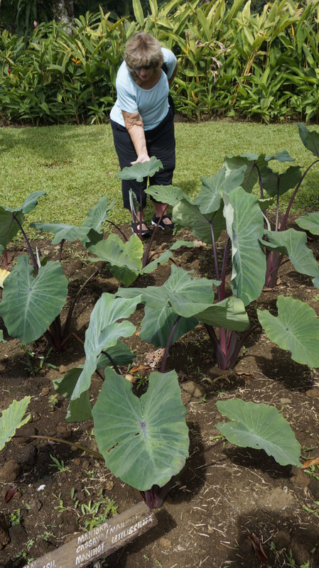 Mom Checking out the Taro Plants, Used for Poi. 