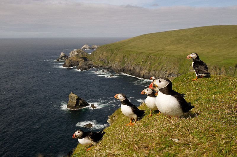 The Puffins