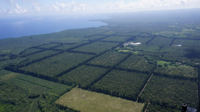 Aerial View of Macadamia Nut Farm