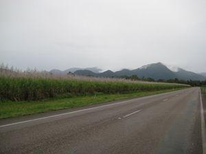 Sugar caines at the Tablelands