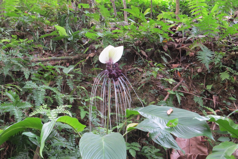 Spice farm- what is this flower?