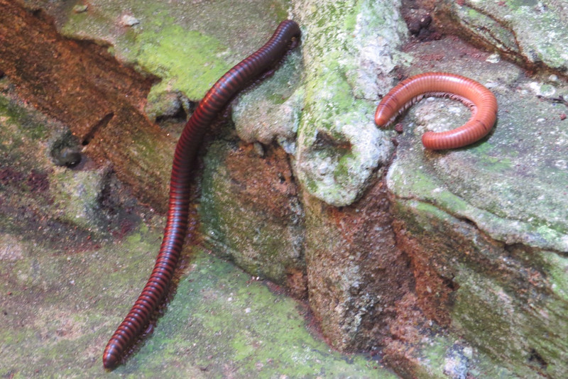 Millipedes are ugly 