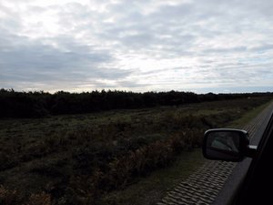 171008 1 New Forest