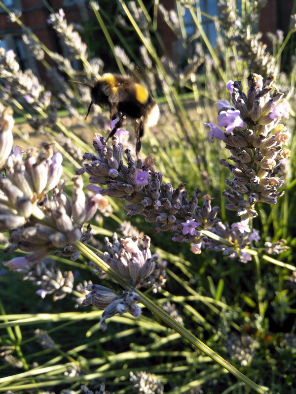 170912 Lavender bush & English bee