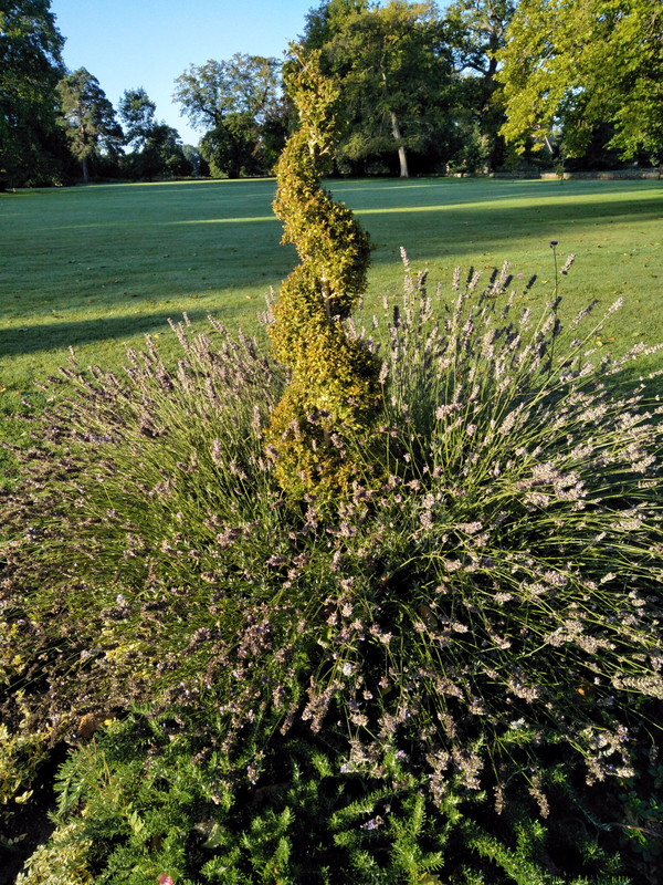 170912 Lavender bush