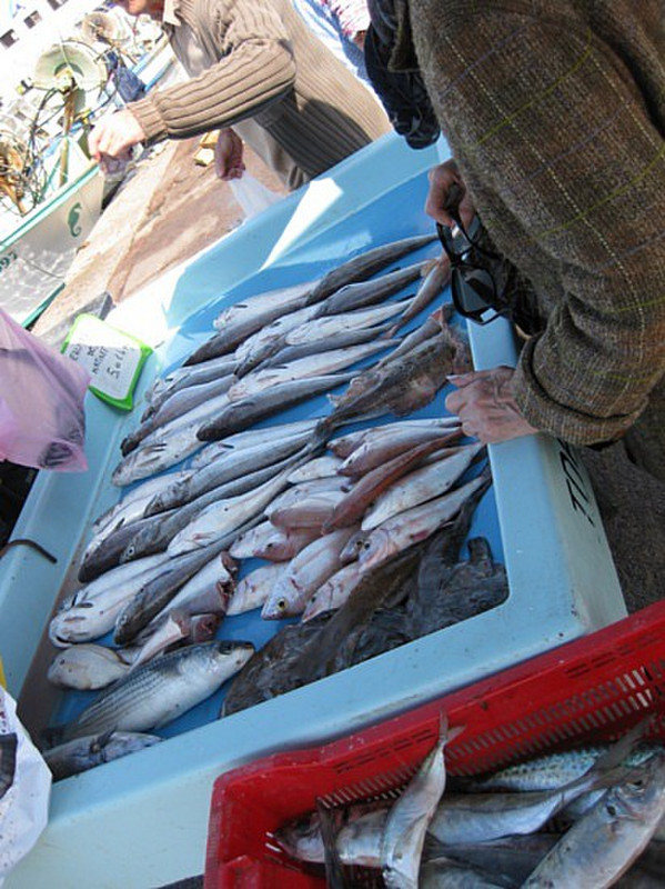 Marseille Fish Market right on the Harbor