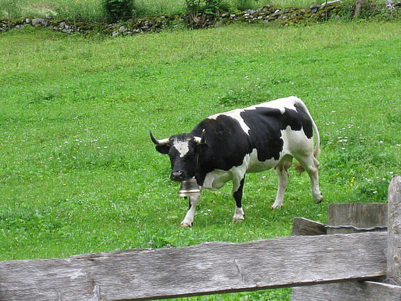 Cows with bells