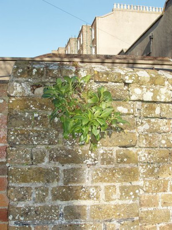 Plant growing out of the wall.