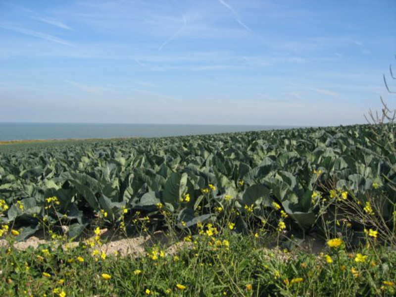 Fields of Cauliflower