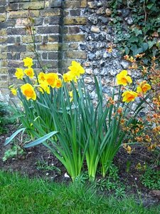 Lots o&#39; Daffodils