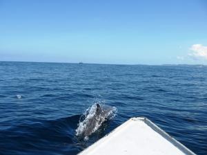 Dolphin, off the Port Bow!