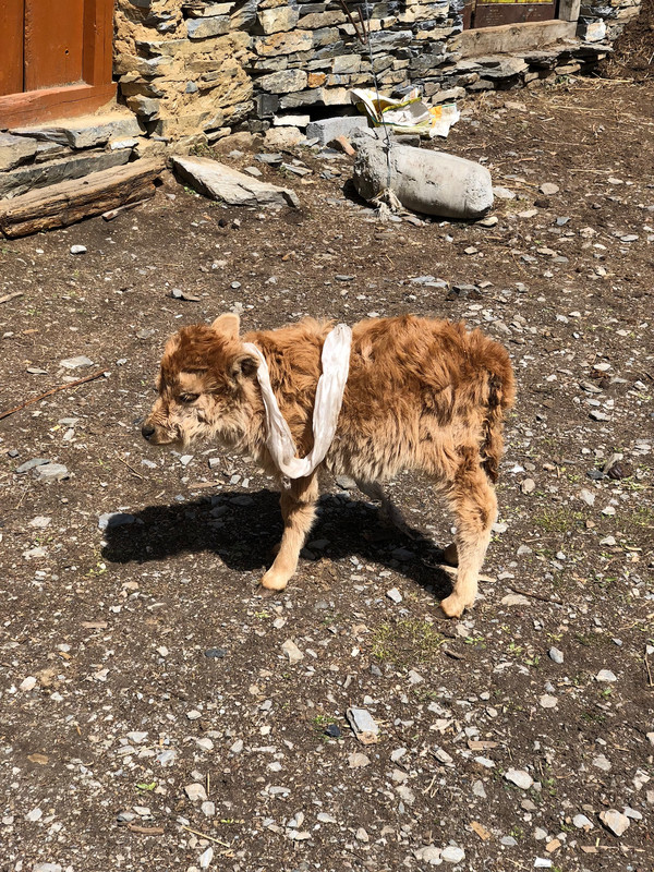 Two year old calf