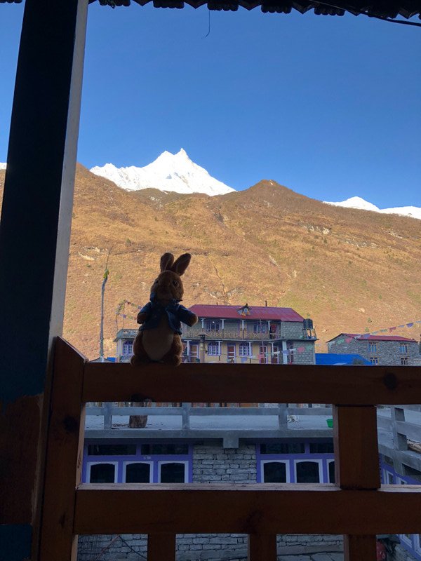 Peter Rabbit checking out Manaslu just after dawn