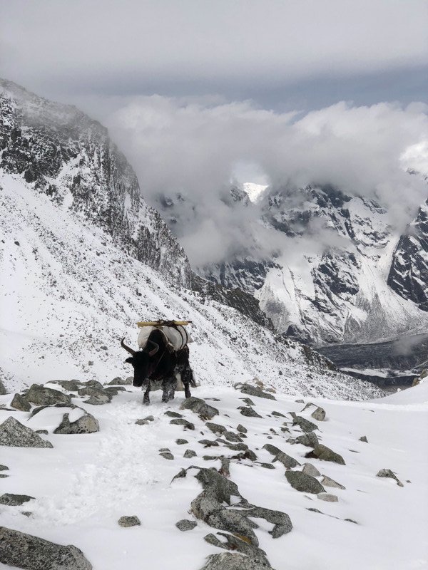 Yaks coming up to the pass