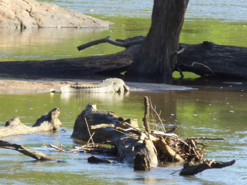 Crocodile on sandbank