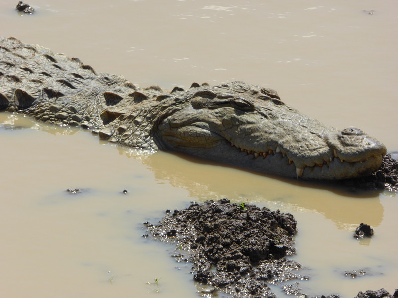 Really large crocodile in water hole