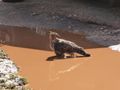 Hawk washing in puddle
