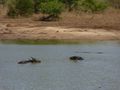 Crocodile stalking water buffalo 