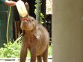 Baby elephant being bottle fed