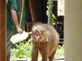 Even elephants belch milk back up!