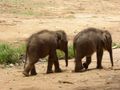 Two baby elephants.