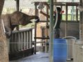 Milk for bigger elephants 