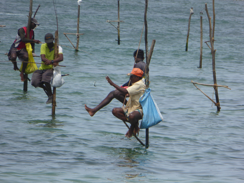 Stilt fisherman with a catch
