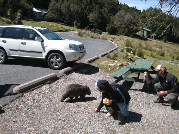 Julie with the wild Wombat