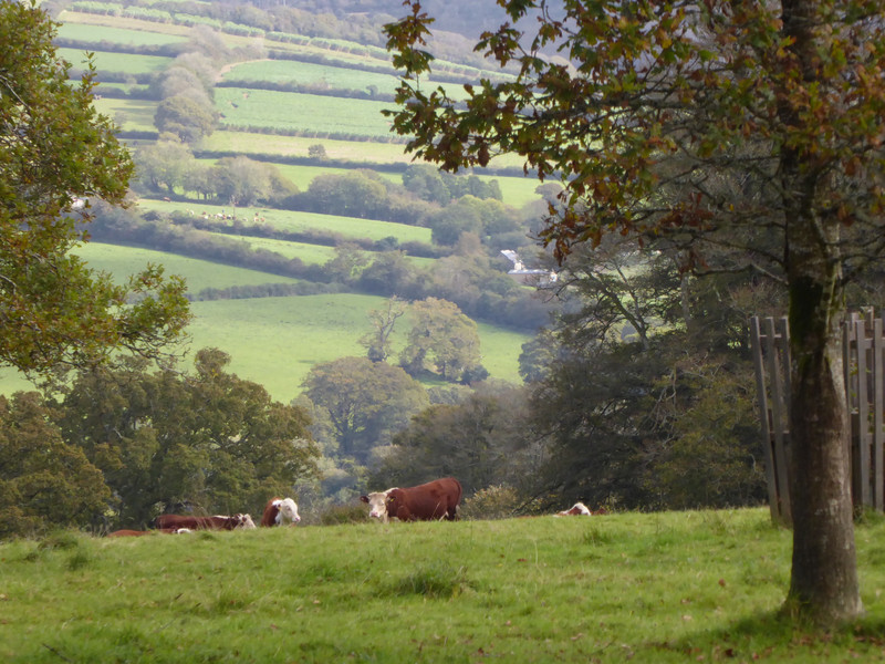 Cattle grazing close to the house at Lanhydrock 