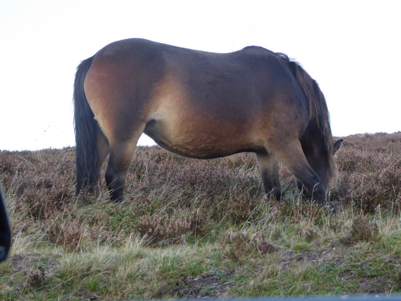 One of the Exmoor ponies grazing