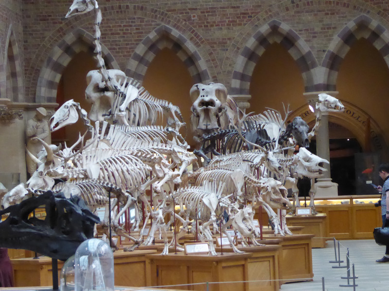Animal skeletons 