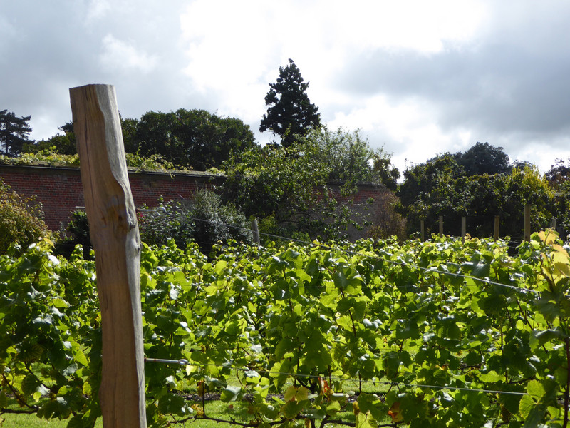 Vineyard in the walled garden