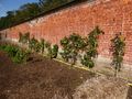 Walled garden with espaliered fruit trees