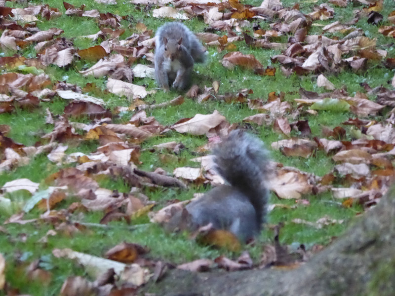 Squirrels in Victoria park