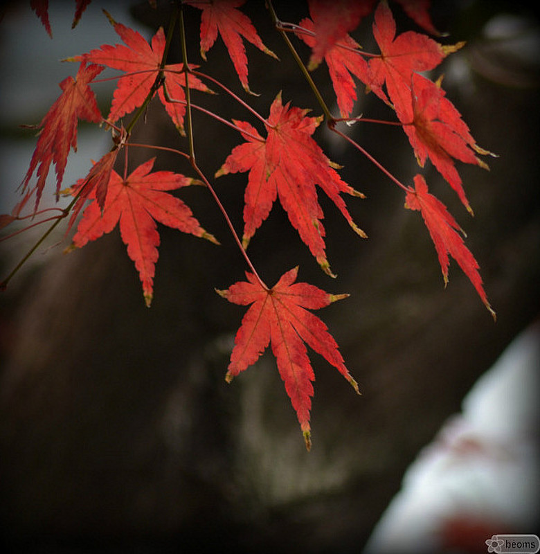 autumn colors in Yu garden