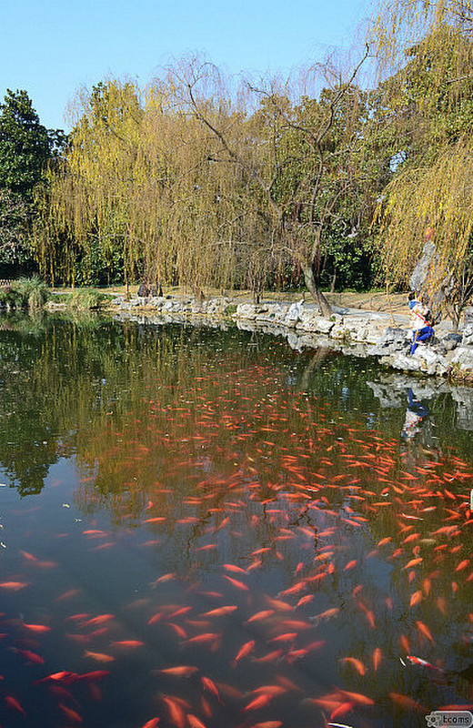 the red fish pond (no kidding)