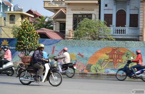 moto with mandarin-tree (Yen Phu Rd)