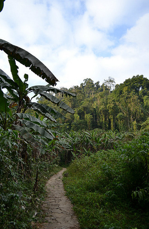 the path leading to the dense part of the forest