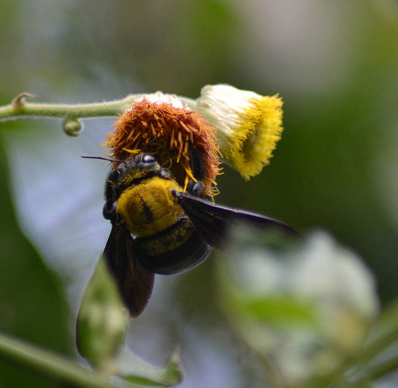 life in the forest: bubble bee