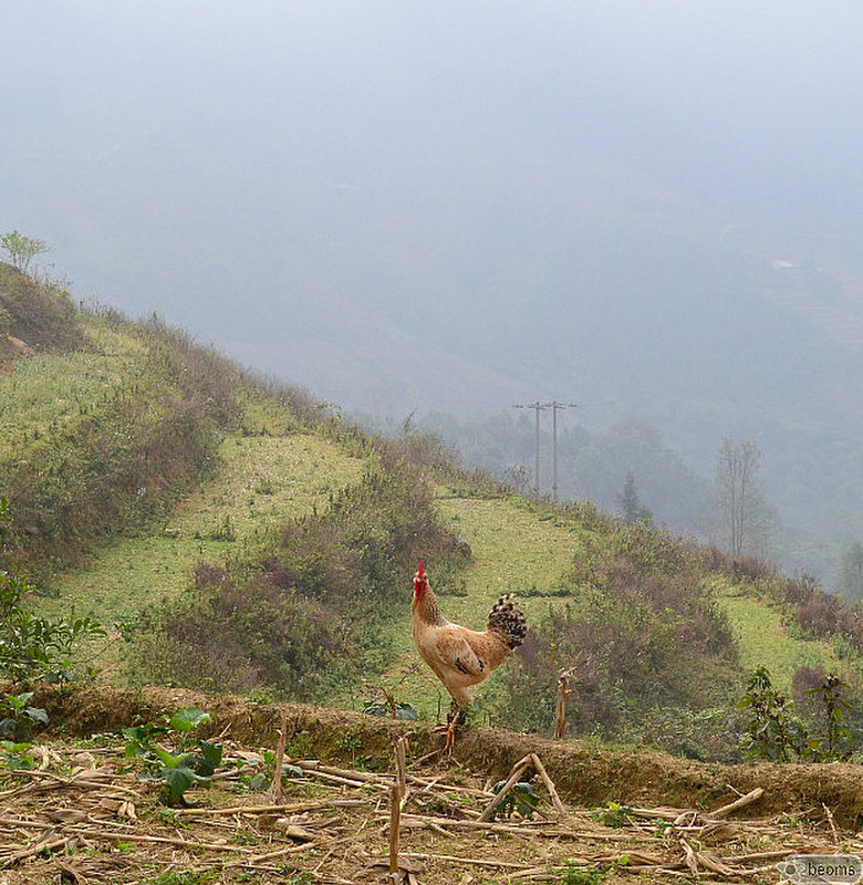 rooster and rice paddies