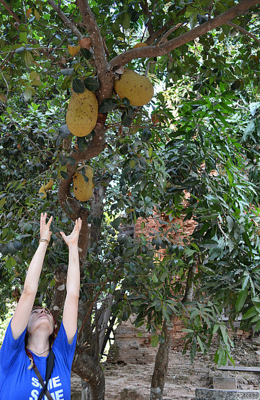 trying to catch a jackfruit