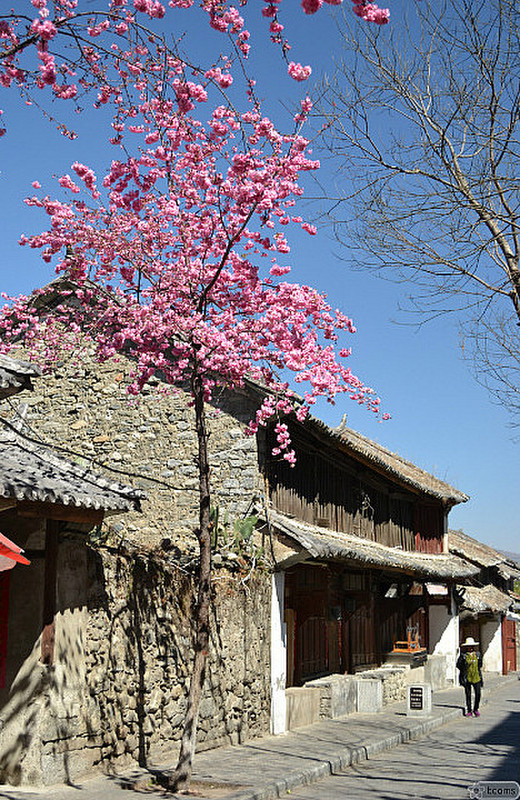 tree blooming in Dali