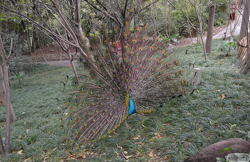 wheal of a peacock
